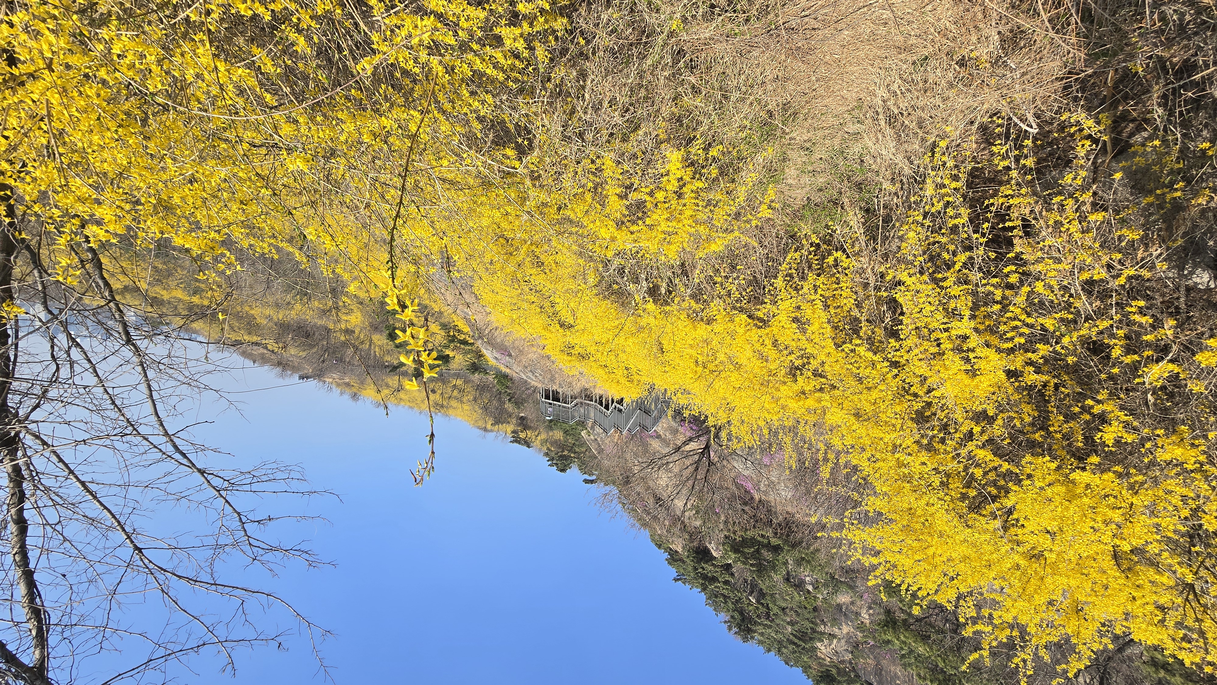 forsythias are blooming all over Inwangsan IN SEOUL
